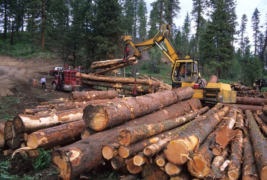 TIMBER PRODUCTION